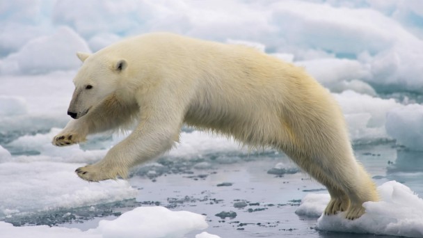 Ursus maritimus (Urso-polar)