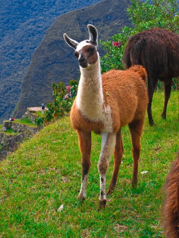 Lama glama (Lhama)