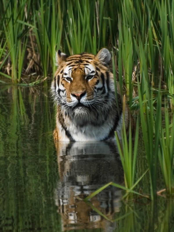 Panthera tigris (Tigre)