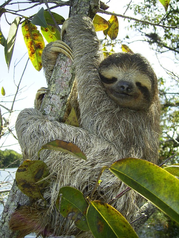 Bradypus tridatylus (Bicho-preguiça)
